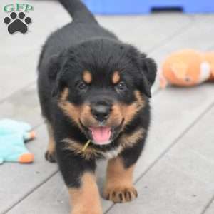 August, Rottweiler Mix Puppy